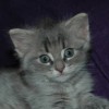 azrael025