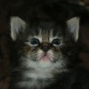 SONY DSC