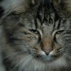 dagny060
