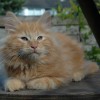 kl1DSC_0270