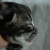 1dsc_0005