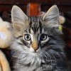arngrim003