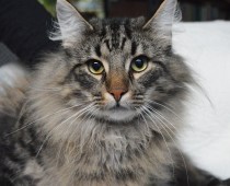 Arngrim