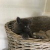 IMG_0659.JPGblauwtje2